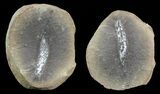 Astreptoscolex Fossil Worm (Pos/Neg) - Mazon Creek #70586-4